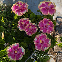 Taiwan Shattered Light Rose - Cutting